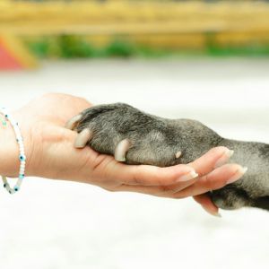 Dr Yessenia Alves Leiva accompagne les animaux et leurs humains en fin de vie
