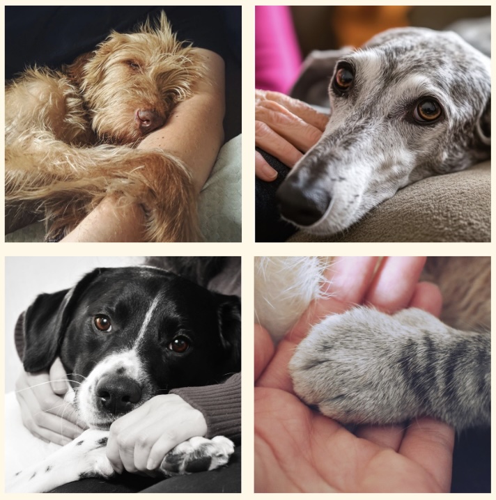 4 photos de chats et chien sur leur humain