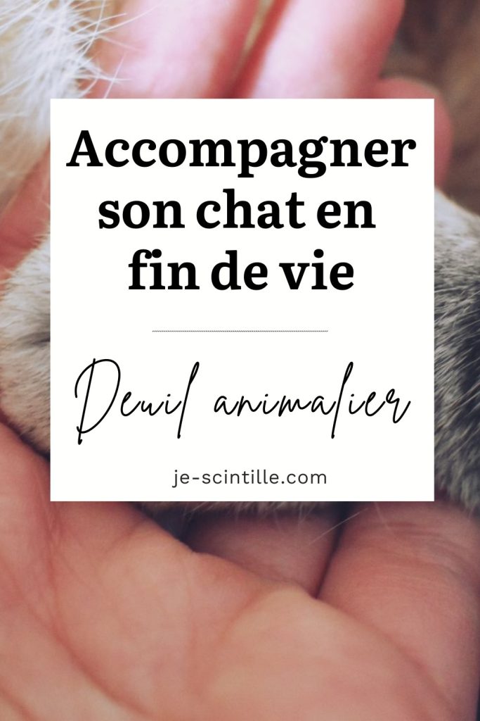 Accompagner son chat en fin de vie