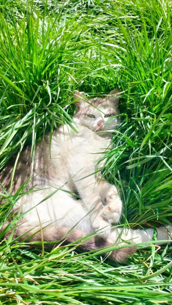 Chat dormant et faisant une sieste